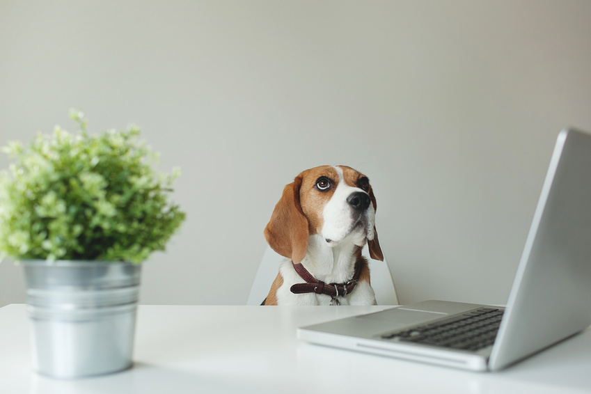 Les animaux de compagnie comme antistress de l’open space