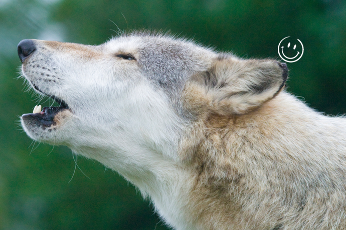 Manager comme un loup