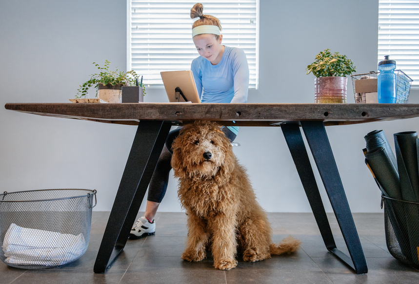 Lorsque l’animal de compagnie accompagne au bureau