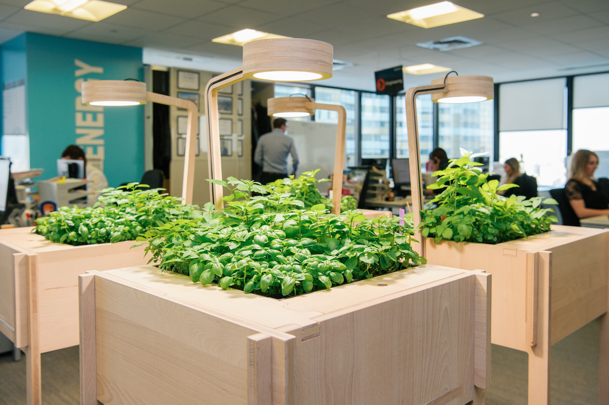 Installez un potager au bureau